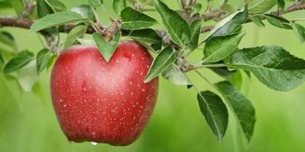 सेब बचाता है स्किन कैंसर से